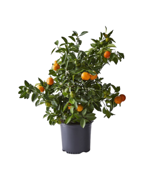 Calamondin Citrus Plant